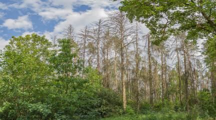Dead spruce trees (due to drought, bark beetle) at a forest at Hildburghausen, Thueringen, Germany