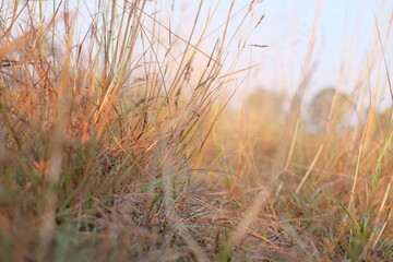 A picture of a dried grass plant with straw-like textures, illuminated by the morning sunlight.
