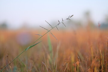 Obraz premium An image of fresh green grass with dewdrops, clinging in the morning, set against a blurred background of dry, brownish grass.
