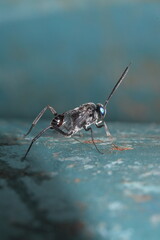 Zoom image of a small insect standing