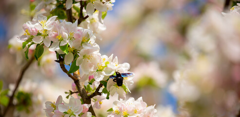 Blue bumblebee on a blossoming sakura tree. Beautiful spring landscape of wild nature.