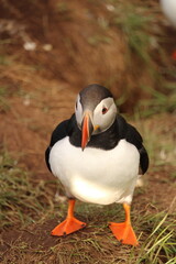 puffins 