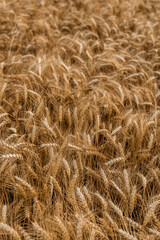 The backdrop of ripening ears of the yellow wheat field.Rich harvest Concept. Wheat field with ears of golden wheat close up. Beautiful Agricultural Field Sunset Landscape.