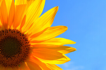 Field of colza rapeseed yellow flowers and blue sky, Ukrainian flag colors, Ukraine agriculture