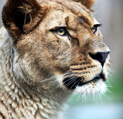 portrait of a lion