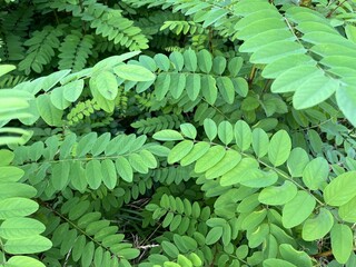 生い茂るニセアカシア
