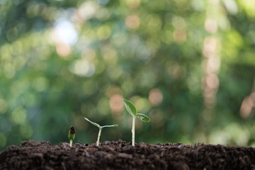 Luffa acutangula sprout plant growing