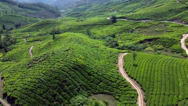 Beautiful green landscape Aerial View Of Munnar Tea Plantations, Kerala, South India