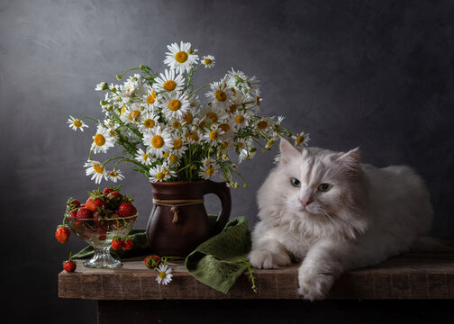 Rustic still life with a bouquet of daisies in a jug, Strawberries and a white cat on a dark background