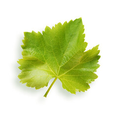 Weinblatt