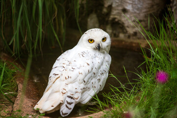 Obraz premium Full body of male snow owl in the forest