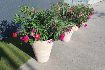 blooming pink oleander and pelargonium in outdoor planters in sunlight
