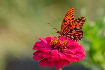 butterfly on flower