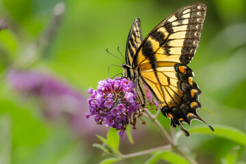 butterfly on flower