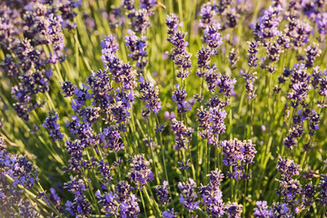 Fototapeta premium Soft focus flowers, beautiful lavender flowers blooming.