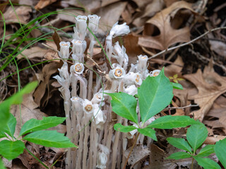 Monotropa uniflora, also known as ghost plant, ghost pipe,  is an herbaceous perennial plant.