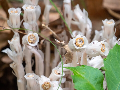 Monotropa uniflora, also known as ghost plant, ghost pipe,  is an herbaceous perennial plant.