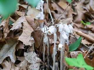 Monotropa uniflora, also known as ghost plant, ghost pipe,  is an herbaceous perennial plant.
