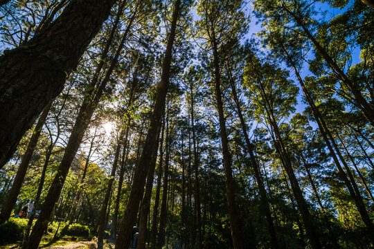 Mountain pine tree forest look up view sunny light © themorningglory