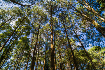 Obraz na płótnie Canvas Mountain pine tree forest look up view sunny light
