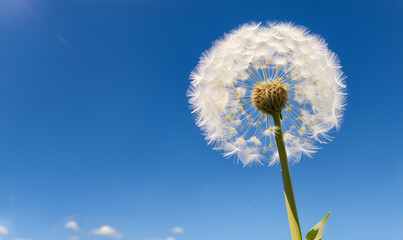 Macro nature. dandelion at sky background. Freedom to Wish. Dandelion silhouette fluffy flower. Seed macro closeup. Soft focus. Goodbye Summer. Hope and dreaming concept. Illustration style.