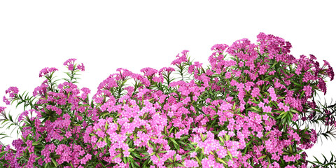 Fototapeta premium flowers isolated on white