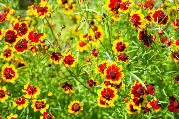 Bright floral background. Garden yellow and orange flowers of coreopsis tinnitus in a flower bed, top view.