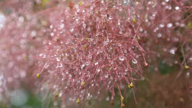 Raindrops on tree vive in summer time, New England, US