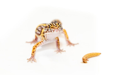 Lizard Eublefar on a white background. Exotic animal as a pet.