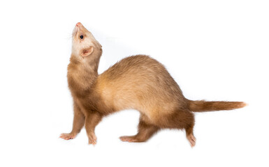 Ferret on a white background is insulated. Light color of the pet. Ermine, weasel, marten.