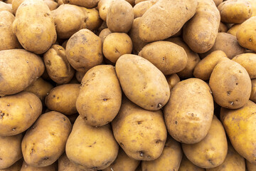 Raw organic potatoes washed and piled in large heap, as background.