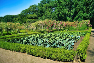 Fototapeta na wymiar Bed of cabbages in a formal kitchen garden with box hedges, with a rose garden and tall deciduous trees behind it. Garden of the Menkemaborg, Uithuizen, province of Groningen, the Netherlands