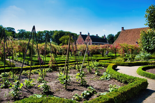 Bed of green beans with support sicks in a formal kitchen garden with box hedges. A rose garden and an old castle in the background. Menkemaborg, Uithuizen, province of Groningen, the Netherlands
