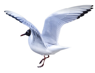 Black headed Gull (Larus ridibundus) in flight, png stock photo file cut out and isolated on a transparent background