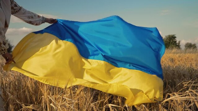 Woman holding ukrainian waving national flag on wheat field background.Gold ears