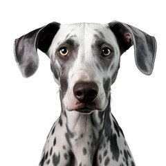 A black and white dalmatian dog making eye contact with the camera