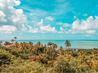 beach with palm trees and sky
