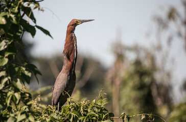Rufescent Tiger-Heron in pantanal, Brazil