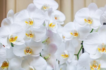Fototapeta premium Beautiful white orchid flowers