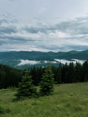 beautiful landscape in the mountains. coniferous forest, summer mountains, green grass. beautiful sky background. Carpathians, Ukraine, Europe. Beauty of nature.