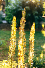 yellow flowers in the garden