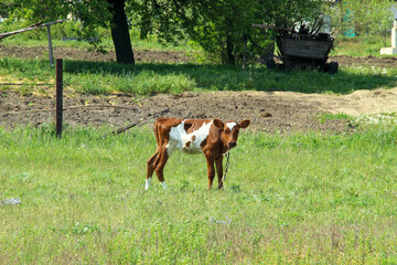 Naklejka na ściany i meble cow on the meadow