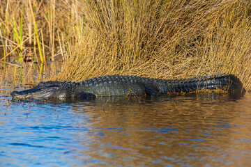 Alligator sunning itself on a cold morning