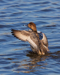 This female Ring-necked duck is seen flapping its wings in the pond by the Lighthouse at St Marks...
