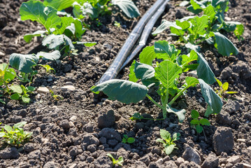 Close up of cauliflower plant growing in dry soil in a field in California. A irrigation pipe is visible in backgroud. Selective focus.