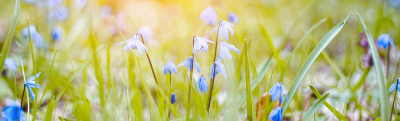 blue scillas in spring forest banner, spring background with copy space