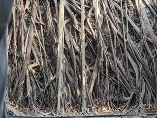 roots running through a house