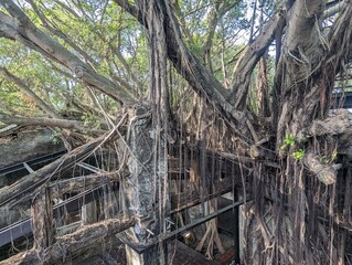 roots running through a house