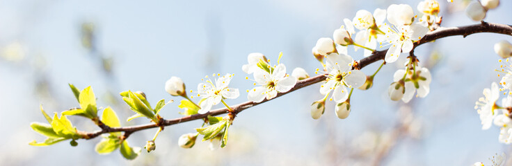 White springtime cherry blossom flowers on a tree branch against a blue sky background. Summer...