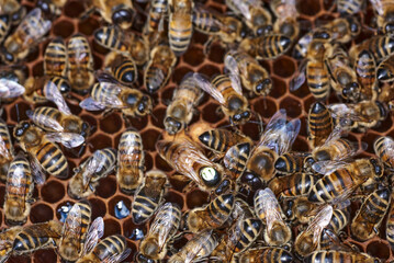 Bienen bei der Pflege von Honigwaben
